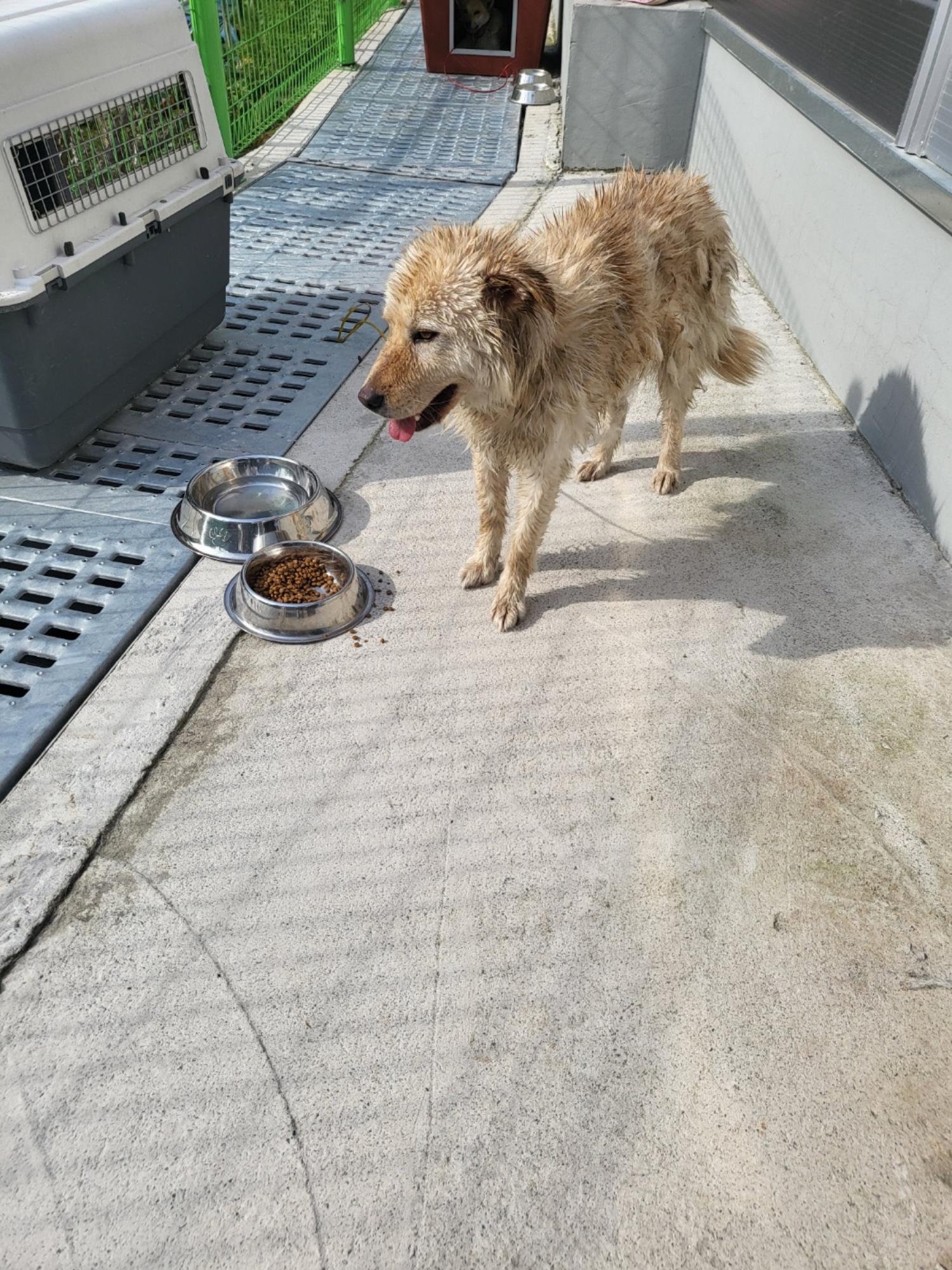 삼척시동물보호센터_442424202300384